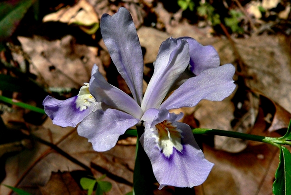 {Iris cristata}